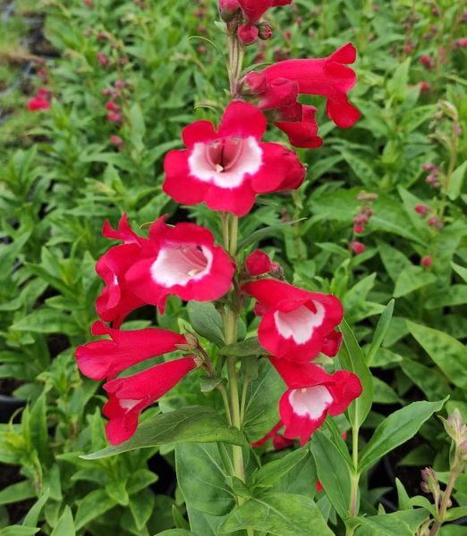 Penstemon hartwegii 'Picotee Red'
